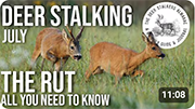The Rut - Everything YOU need to Know