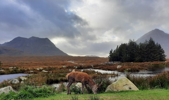Capreolus Club Red deer stalking