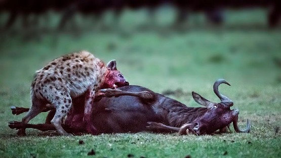 Humane Kill Shooting