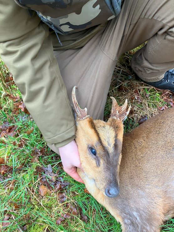 Malkin Muntjac head 1