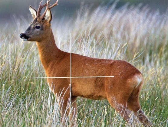 Perfect shot placement on Deer
